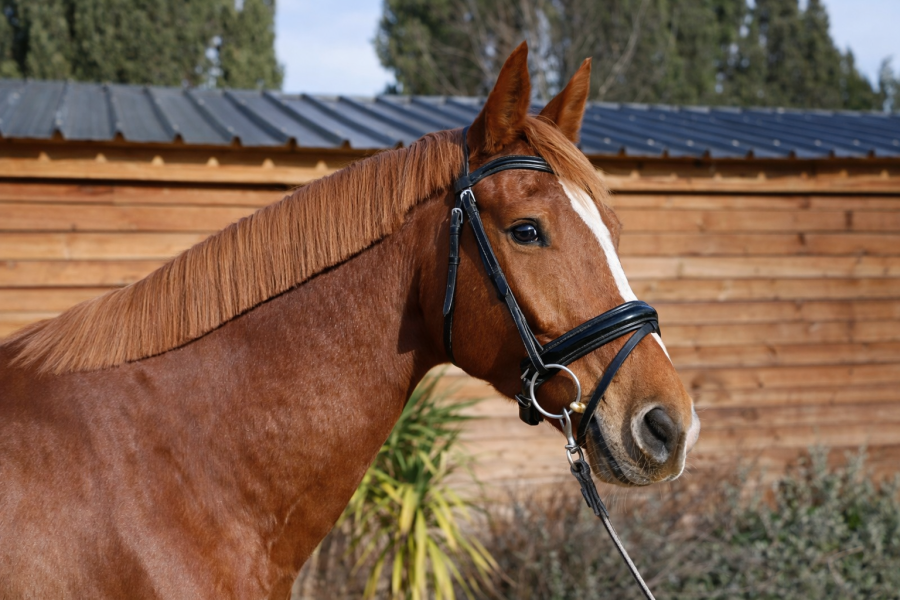 Vente de cheval : Karamelo
